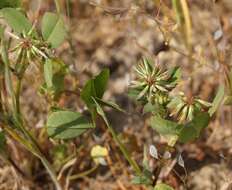 Image de Trifolium angulatum Waldst. & Kit.