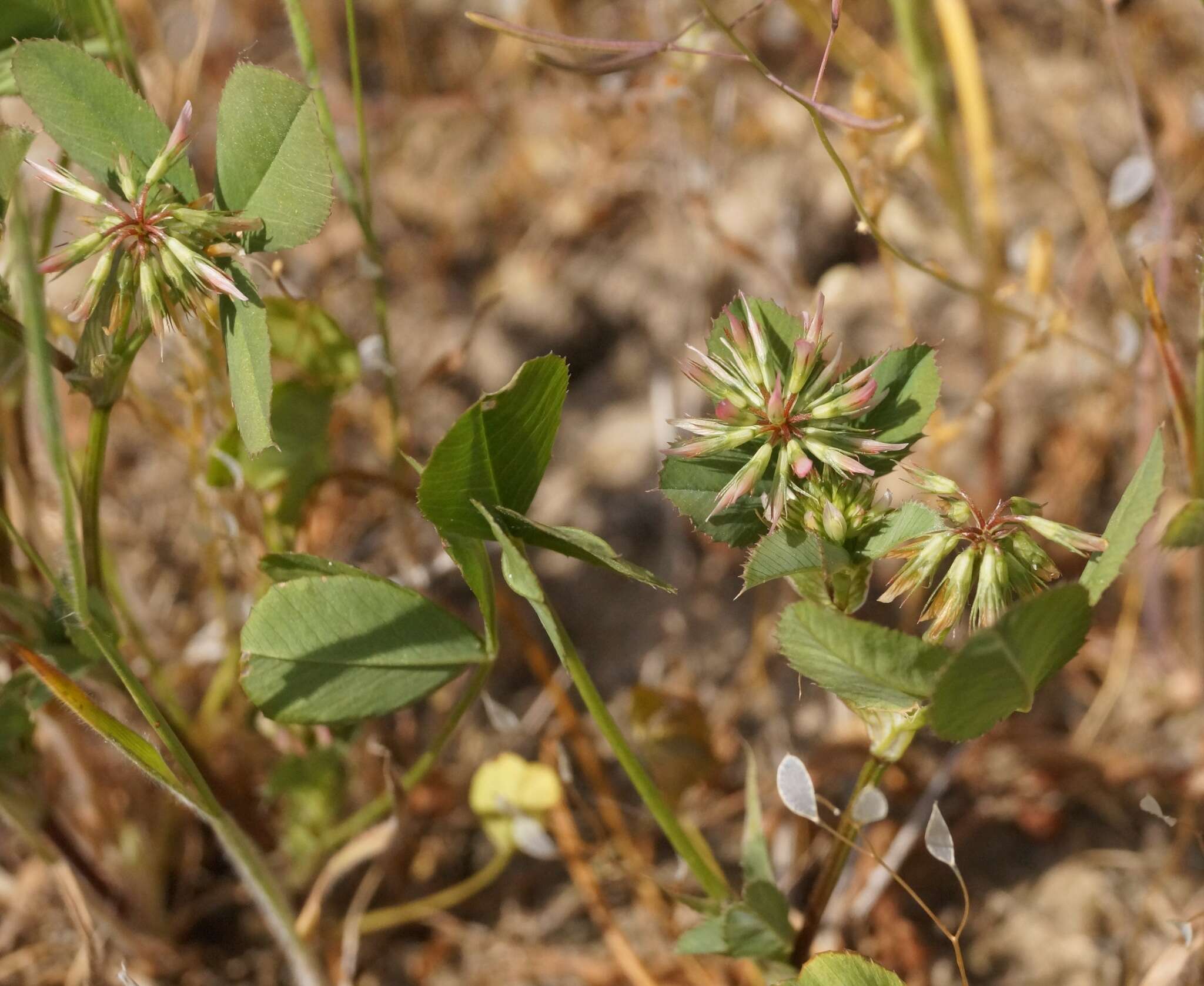 Image de Trifolium angulatum Waldst. & Kit.