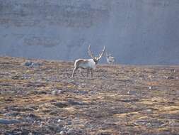 Image of Svalbard reindeer