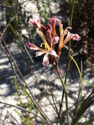 Image de Tritoniopsis dodii (G. J. Lewis) G. J. Lewis