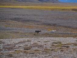 Image of Svalbard reindeer