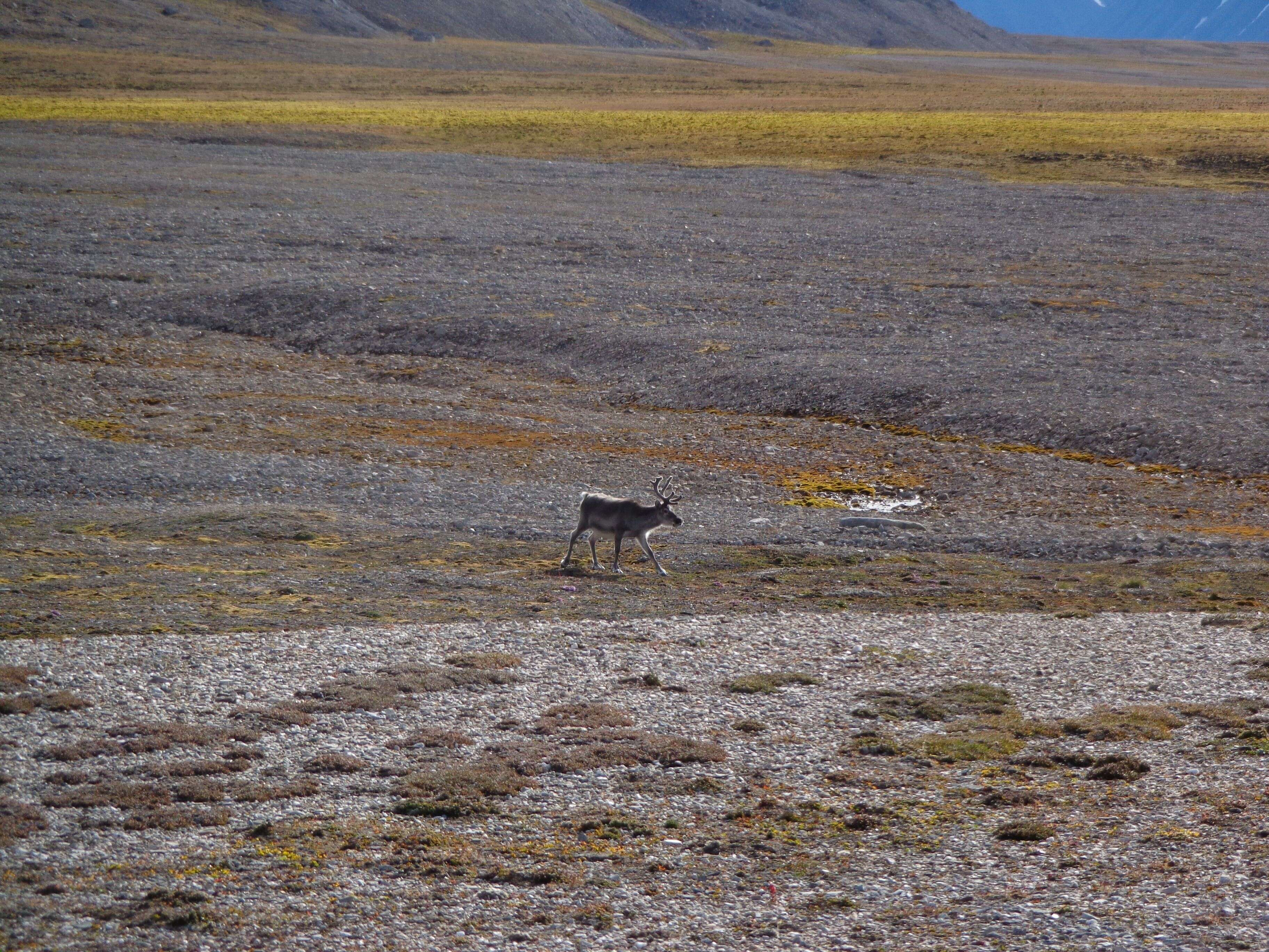 Image of Svalbard reindeer