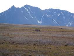 Image of Svalbard reindeer