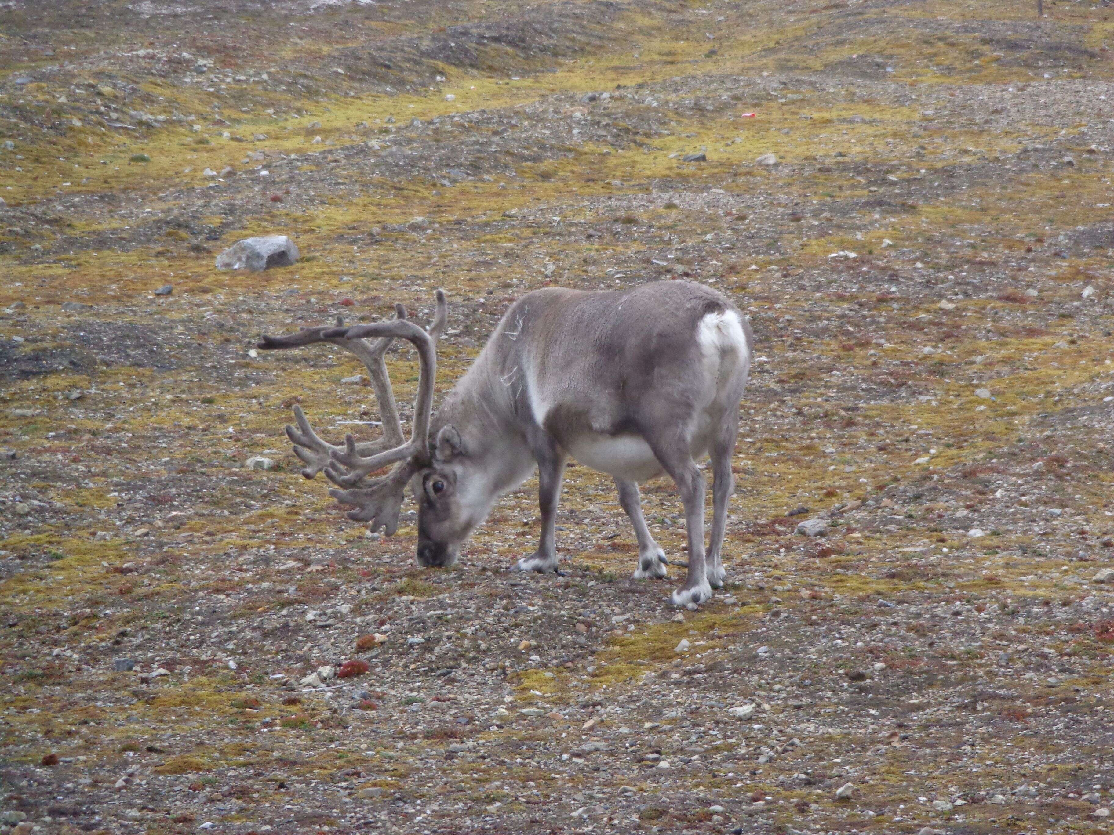 Image of Svalbard reindeer