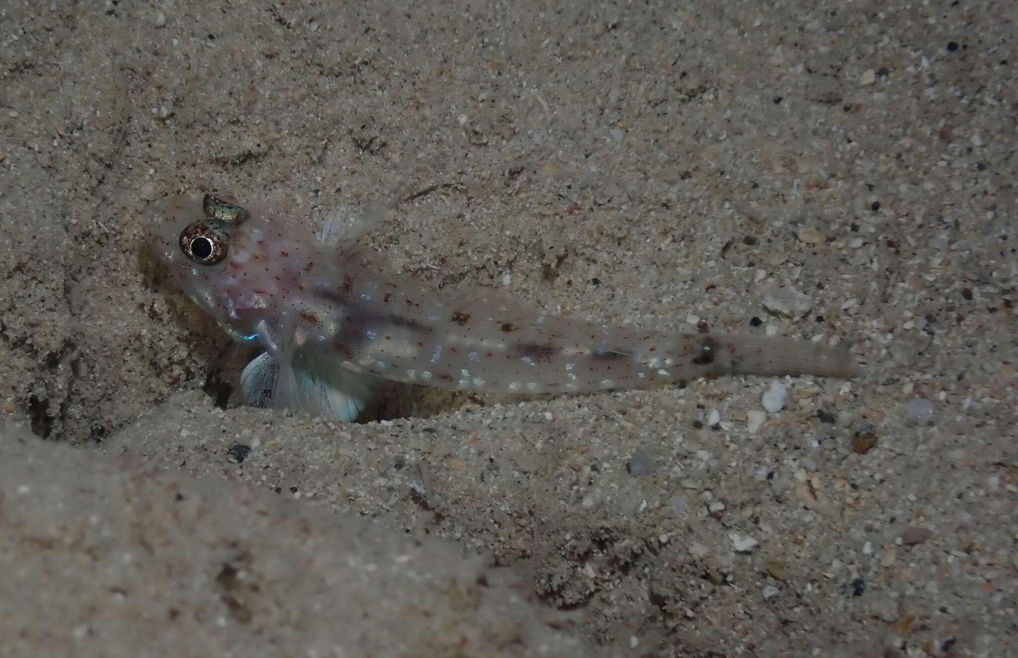 Sivun Fusigobius duospilus Hoese & Reader 1985 kuva