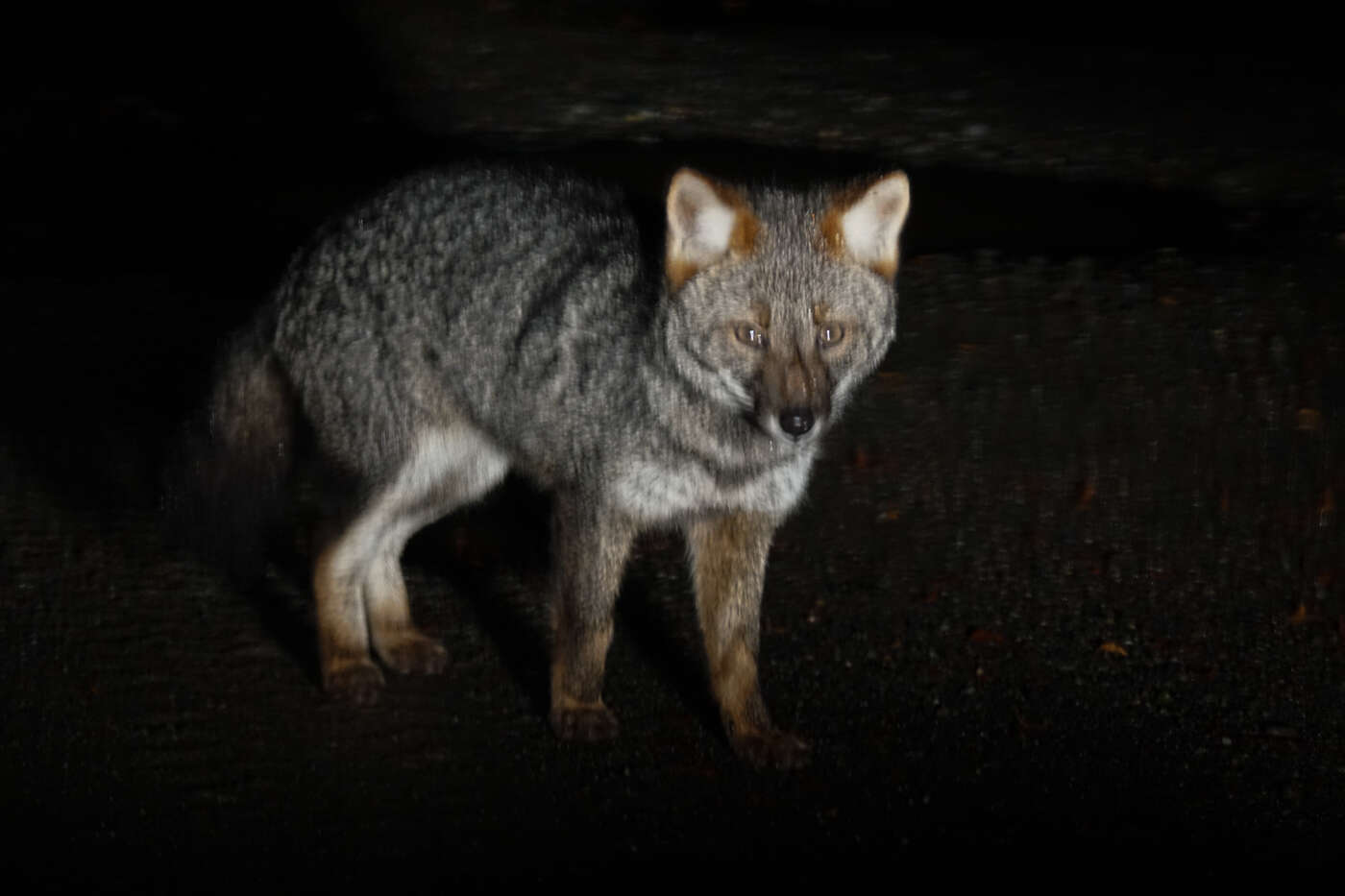 Image of Darwin's Fox