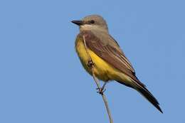 Image of Western Kingbird