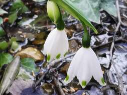 Image of Leucojum aestivum subsp. pulchellum (Salisb.) Malag. 1973