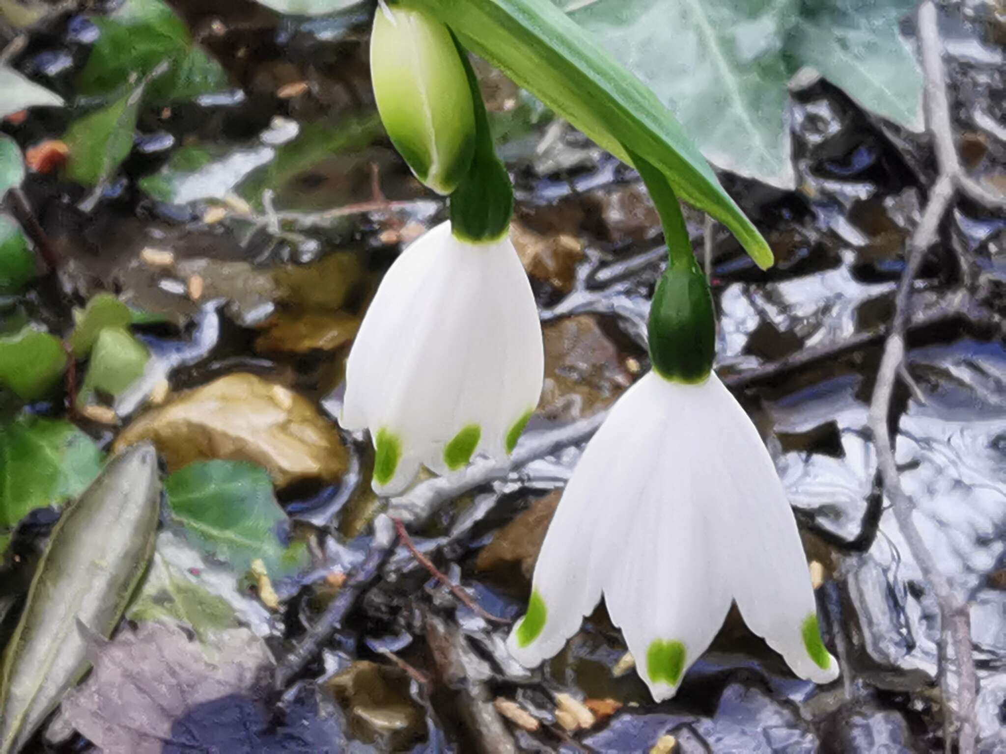 Image of Leucojum aestivum subsp. pulchellum (Salisb.) Malag. 1973