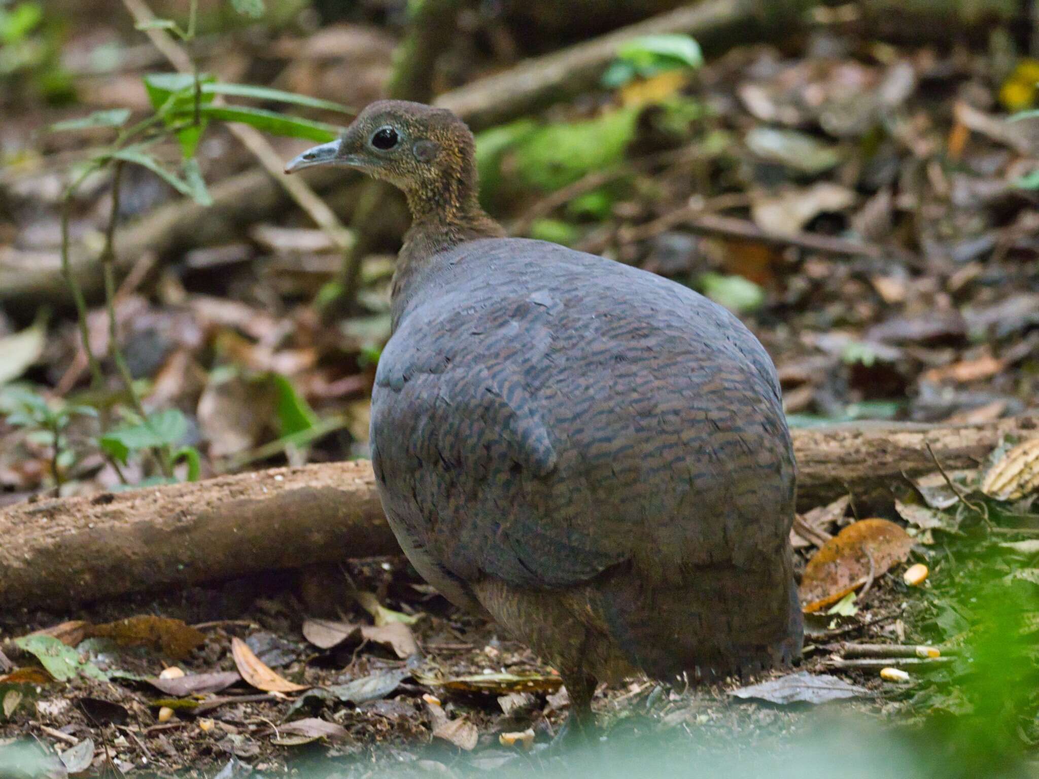 Image of Solitary Tinamou