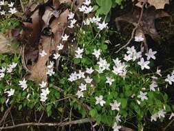 Image of Claytonia arkansana Yatsk., R. Evans & Witsell