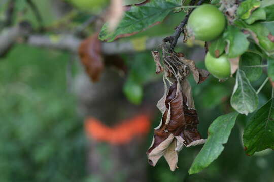 Image of Erwinia amylovora