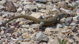 Image of Aspidoscelis marmoratus (Baird & Girard 1852)