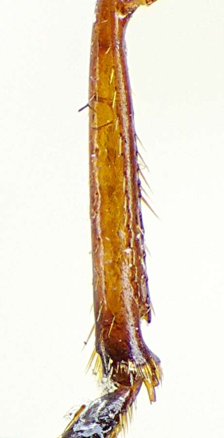 Image of Lebia (Lamprias) chlorocephala (J. J. Hoffmann 1803)