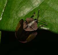 صورة Cyrtonota lateralis (Linnaeus 1758)