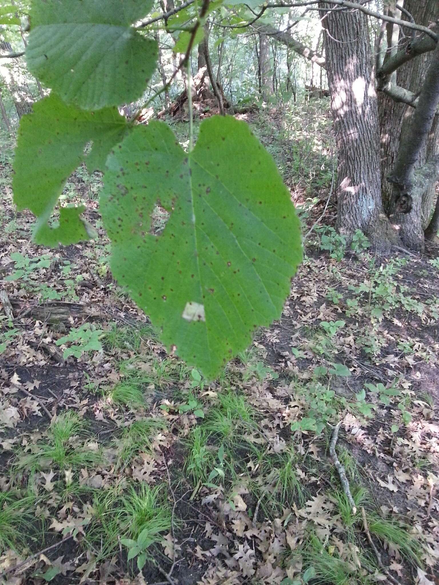 Image of American Basswood