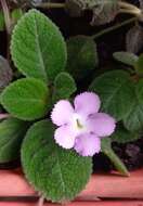 Image of Episcia lilacina Hanst.