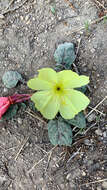 Imagem de Oenothera xylocarpa Coville