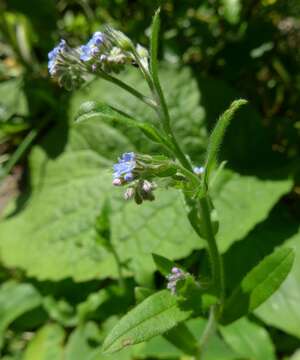 Слика од Myosotis arvensis (L.) Hill