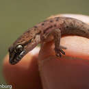 Image of Scaly Leaf-toed Gecko