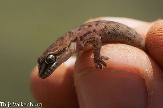 Plancia ëd Hemidactylus isolepis Boulenger 1895