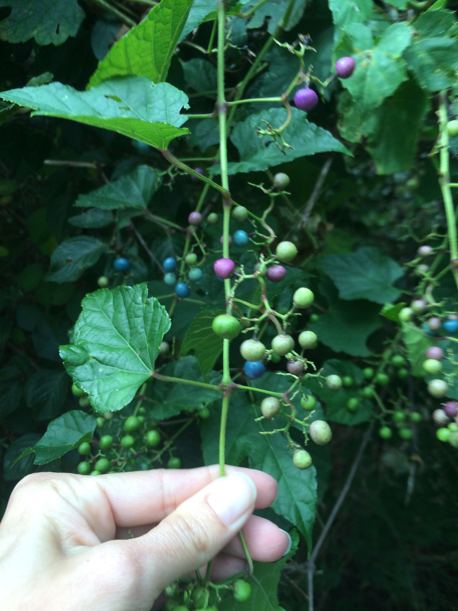 Image of Amur peppervine