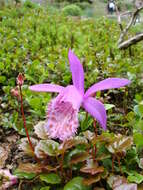 Plancia ëd Pleione