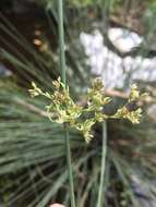 Image of Juncus amabilis Edgar