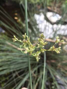 Juncus amabilis Edgar resmi