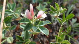 Image of Trifolium eximium DC.