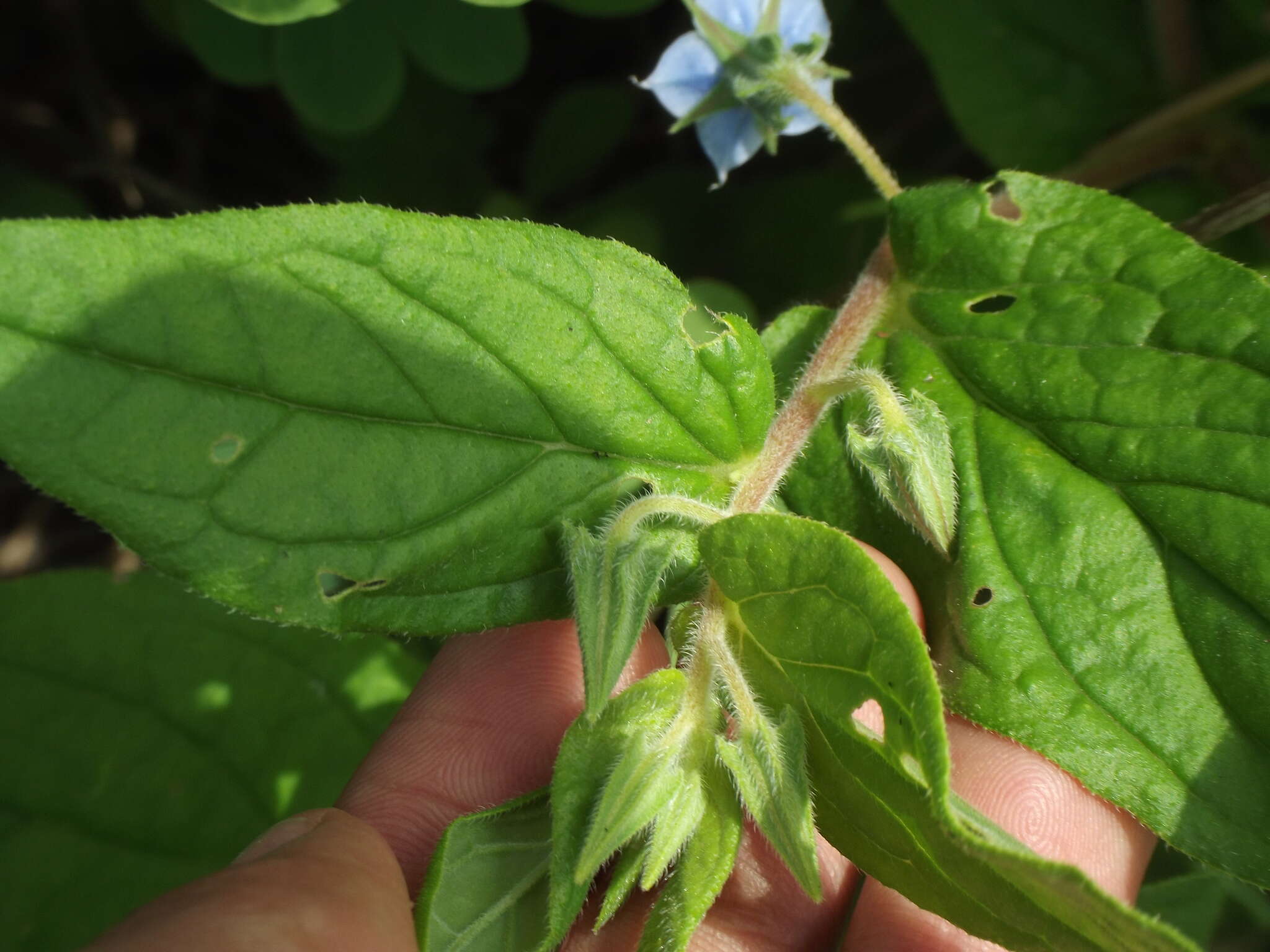 Image de Trichodesma indicum (L.) R. Br.