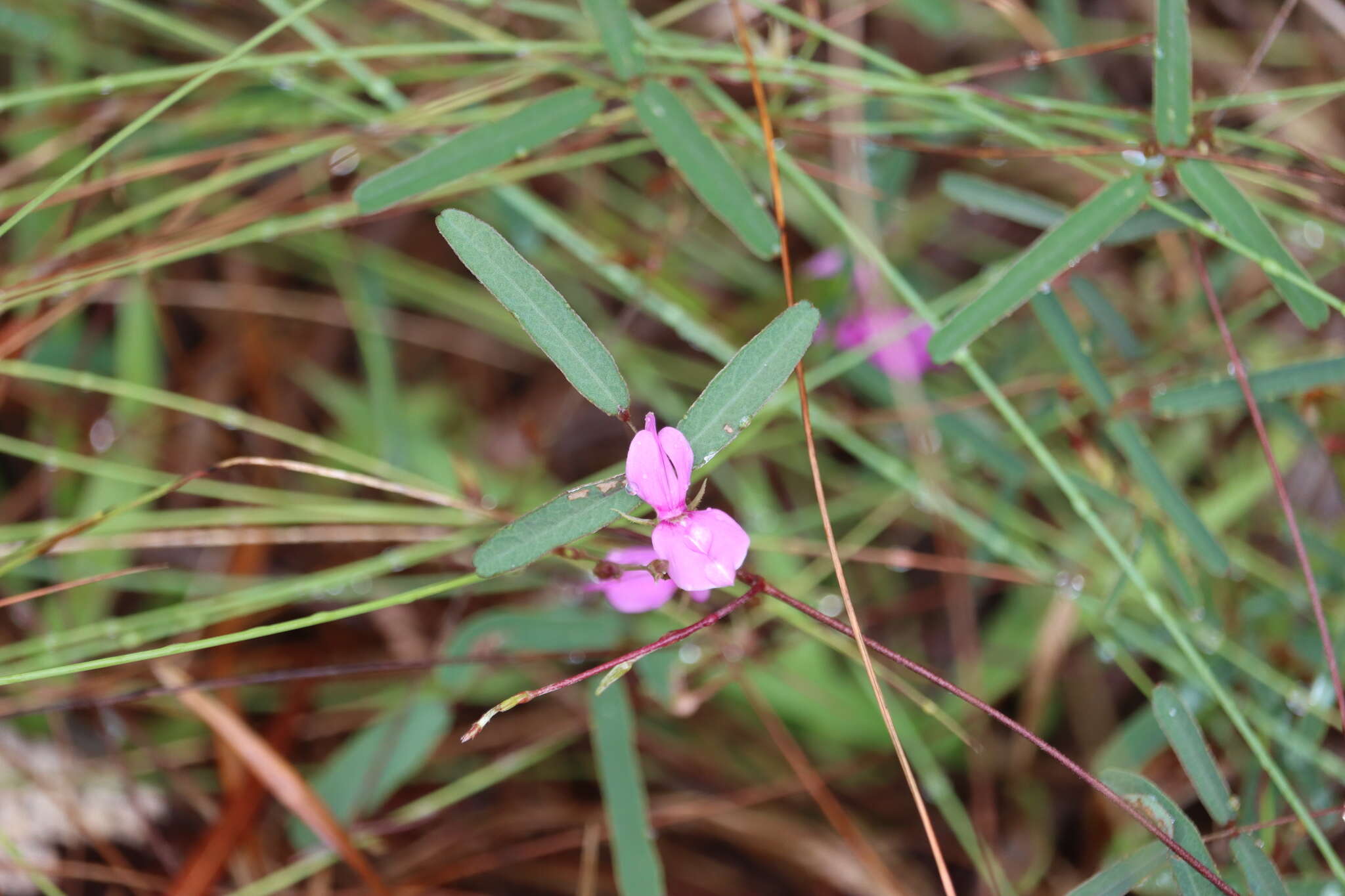 Image of Galactia austrofloridensis