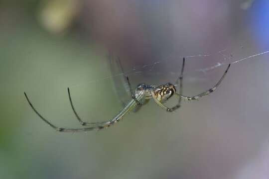 Image of Leucauge dromedaria (Thorell 1881)