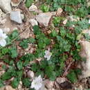 Erodium reichardii (Murray) DC. resmi