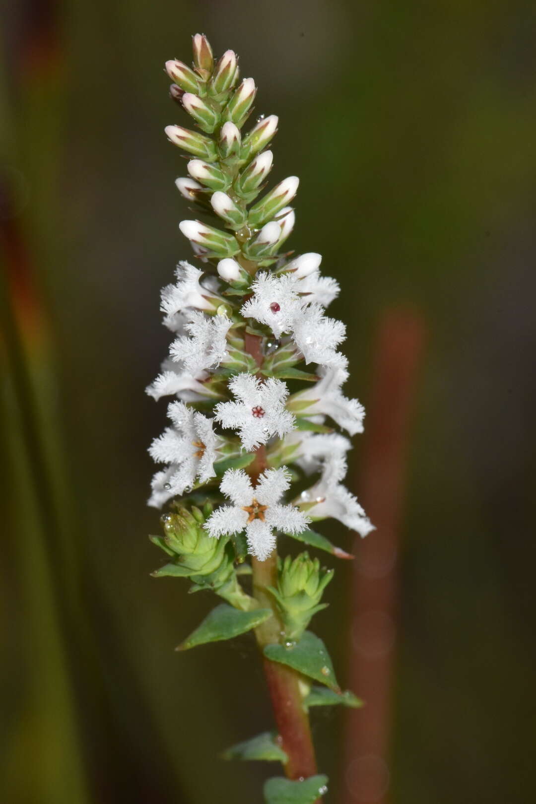 Image of Leucopogon glabellus R. Br.