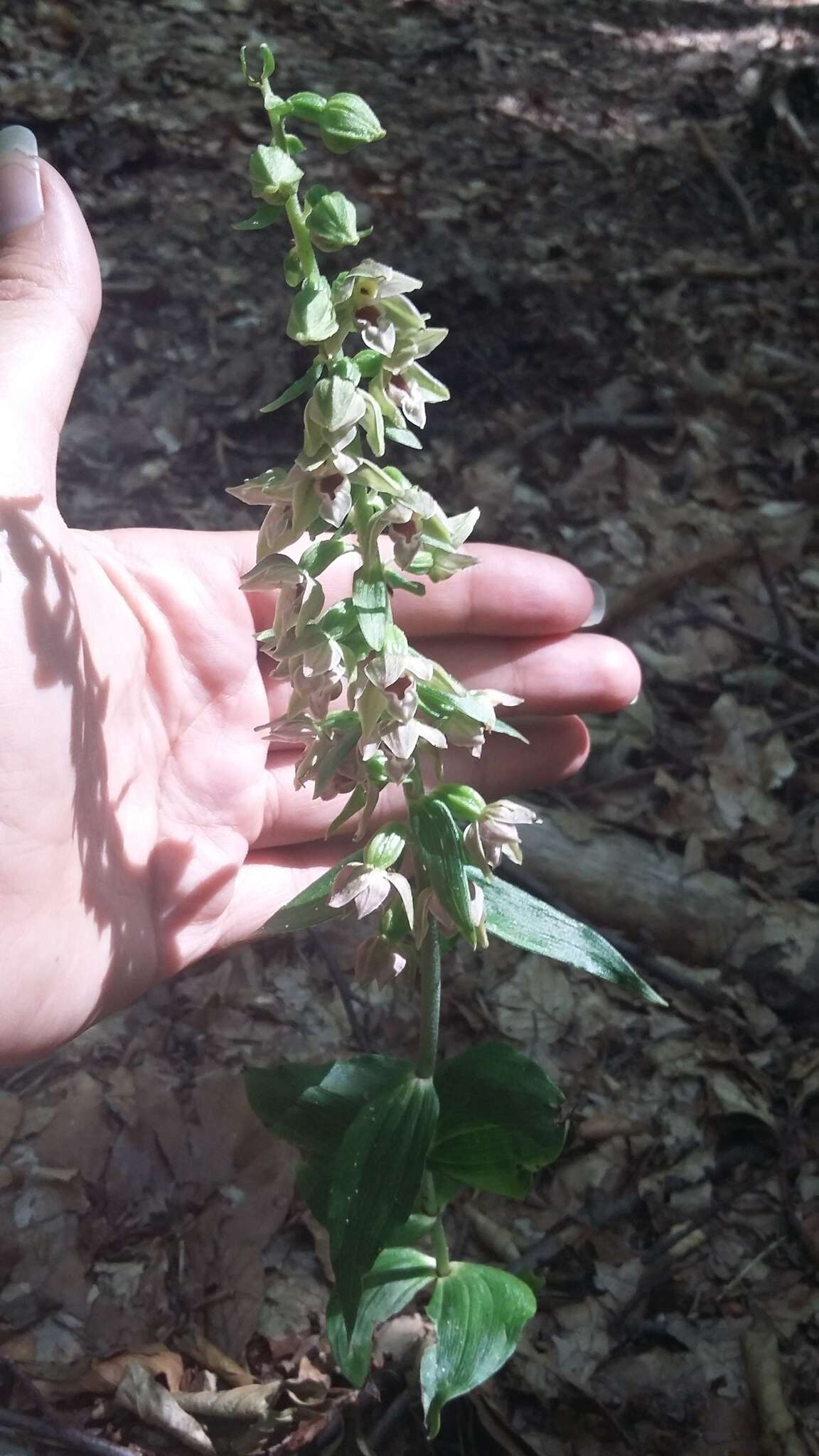 Image of Narrow-lipped helleborine