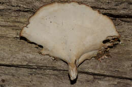 Image of Trametes ectypa (Berk. & M. A. Curtis) Gilb. & Ryvarden 1987