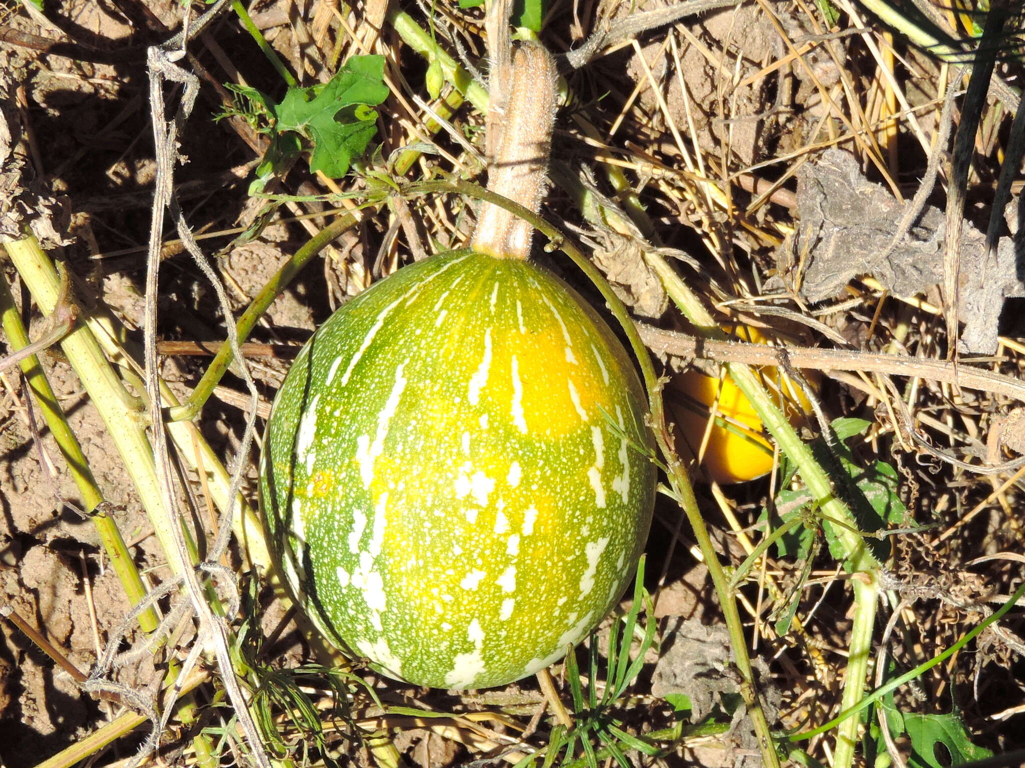 Cucurbita argyrosperma K. Koch resmi