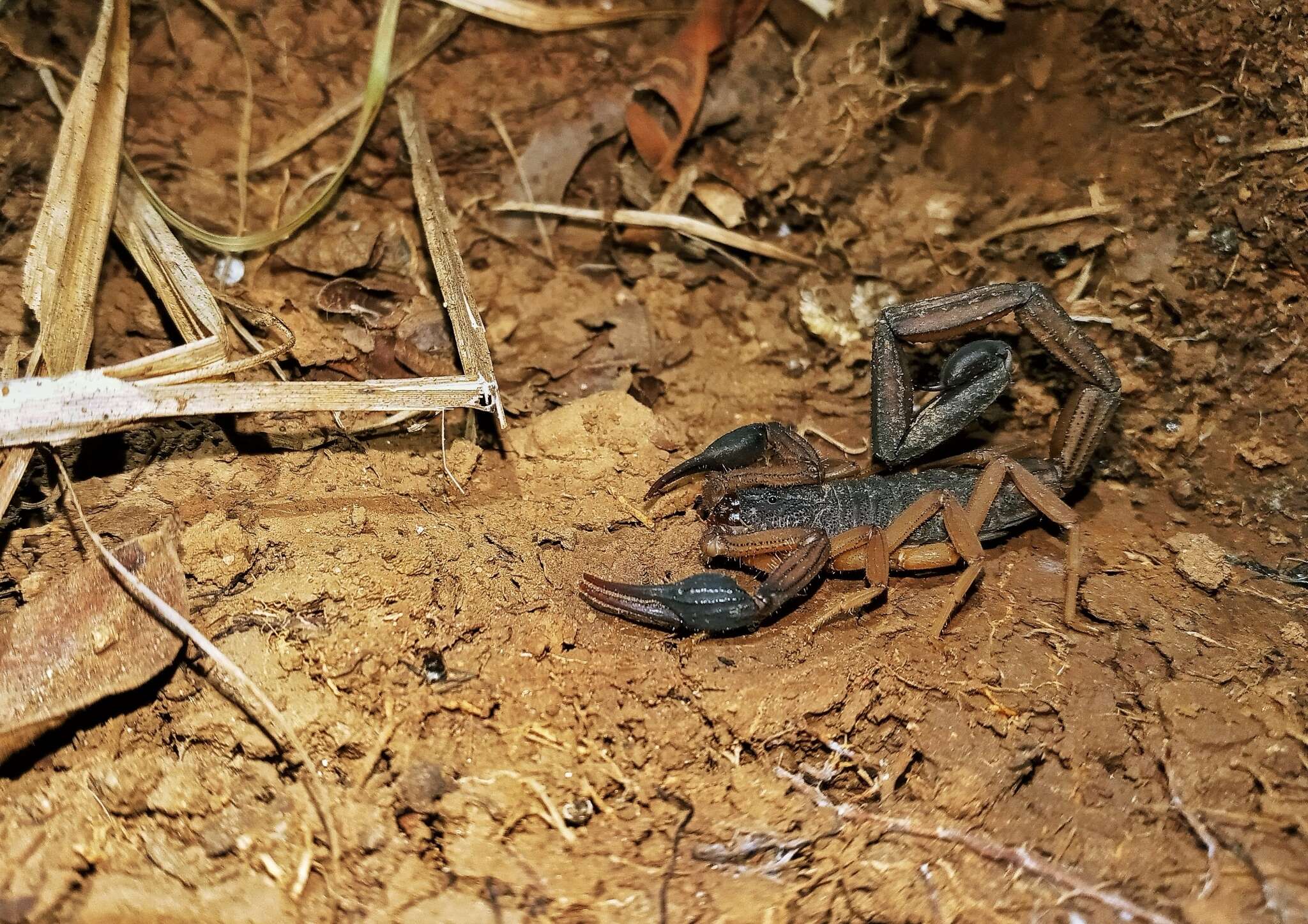 Image of Centruroides edwardsii (Gervais 1843)