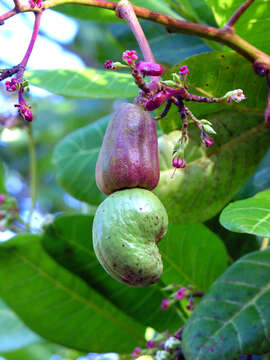 Image of cashew