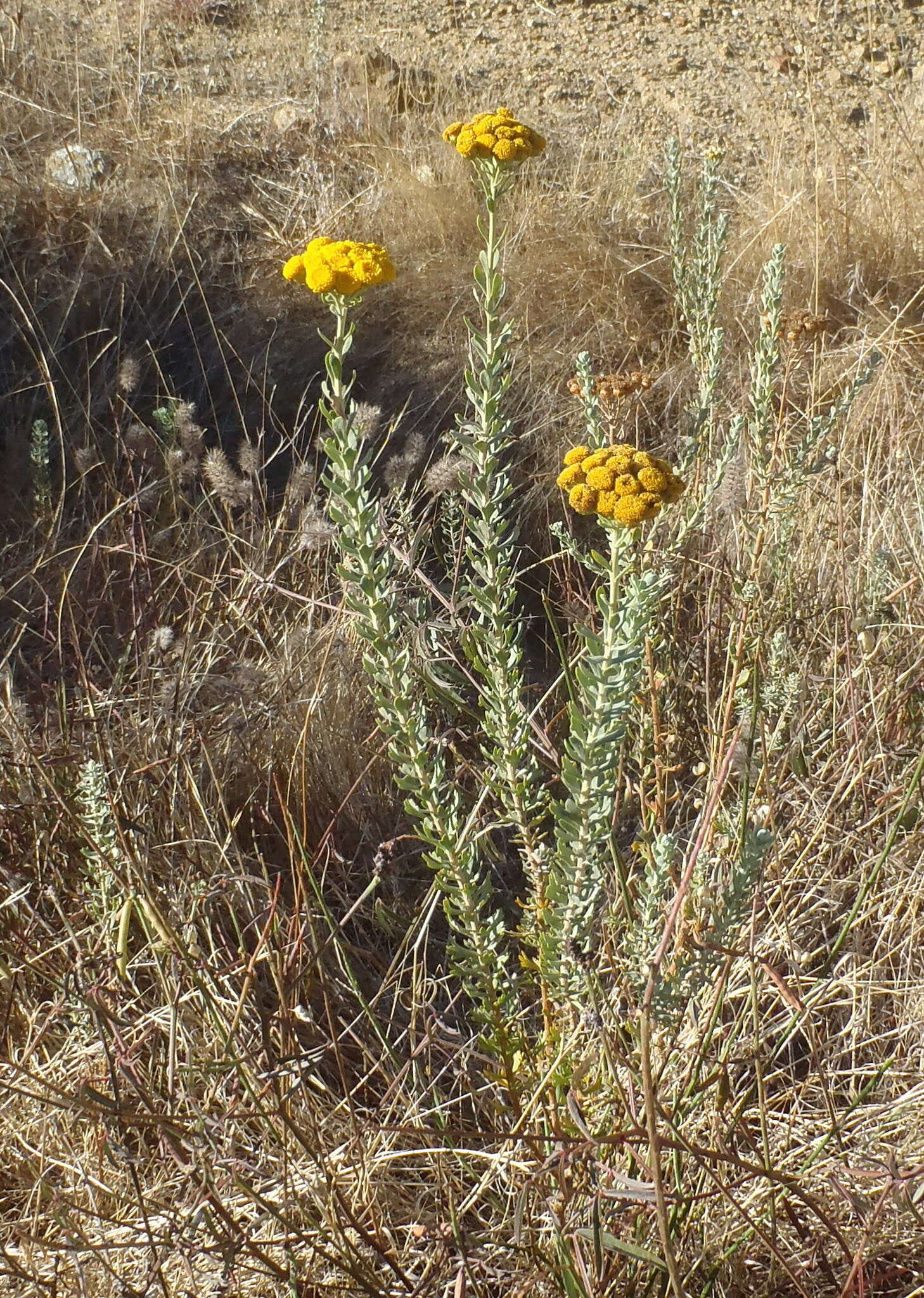 Image of Athanasia trifurcata (L.) L.