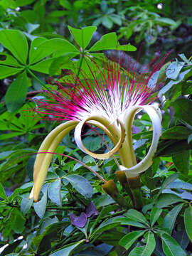 Image of Guiana-chestnut