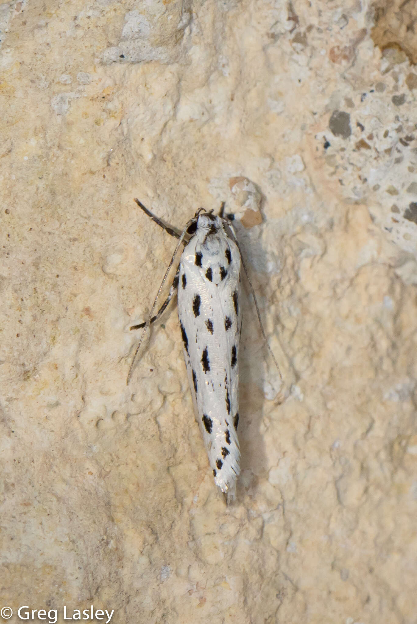 Image of Ethmia longimaculella Chambers 1872