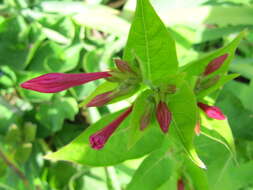 Image of Four o'Clock flower