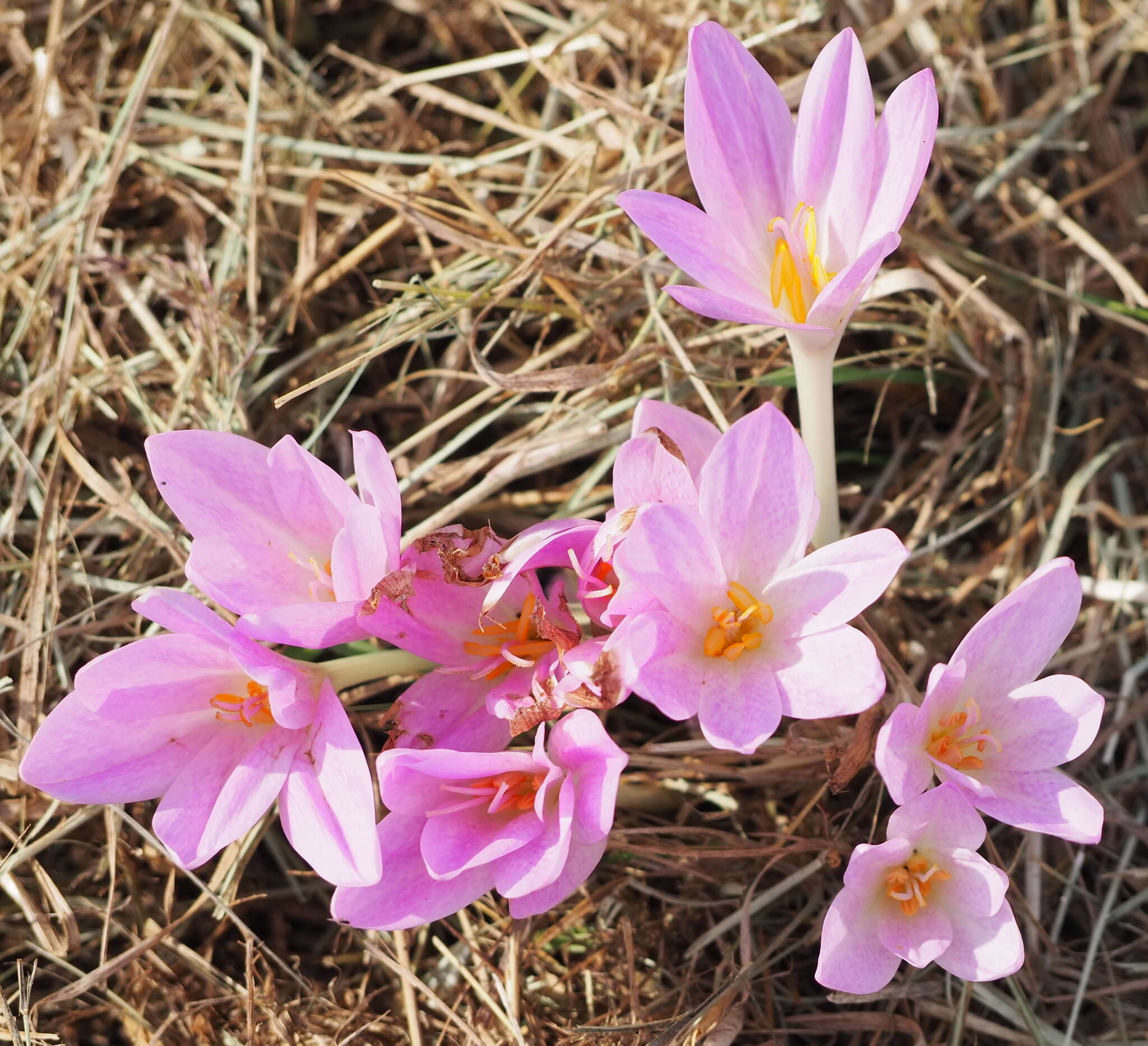 Image of Colchicum lusitanum Brot.