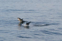 Image of Atlantic Dolphin