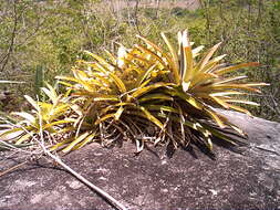 Plancia ëd Bromelia laciniosa Mart. ex Schult. & Schult. fil.