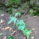 Plancia ëd Asplenium hemionitis L.