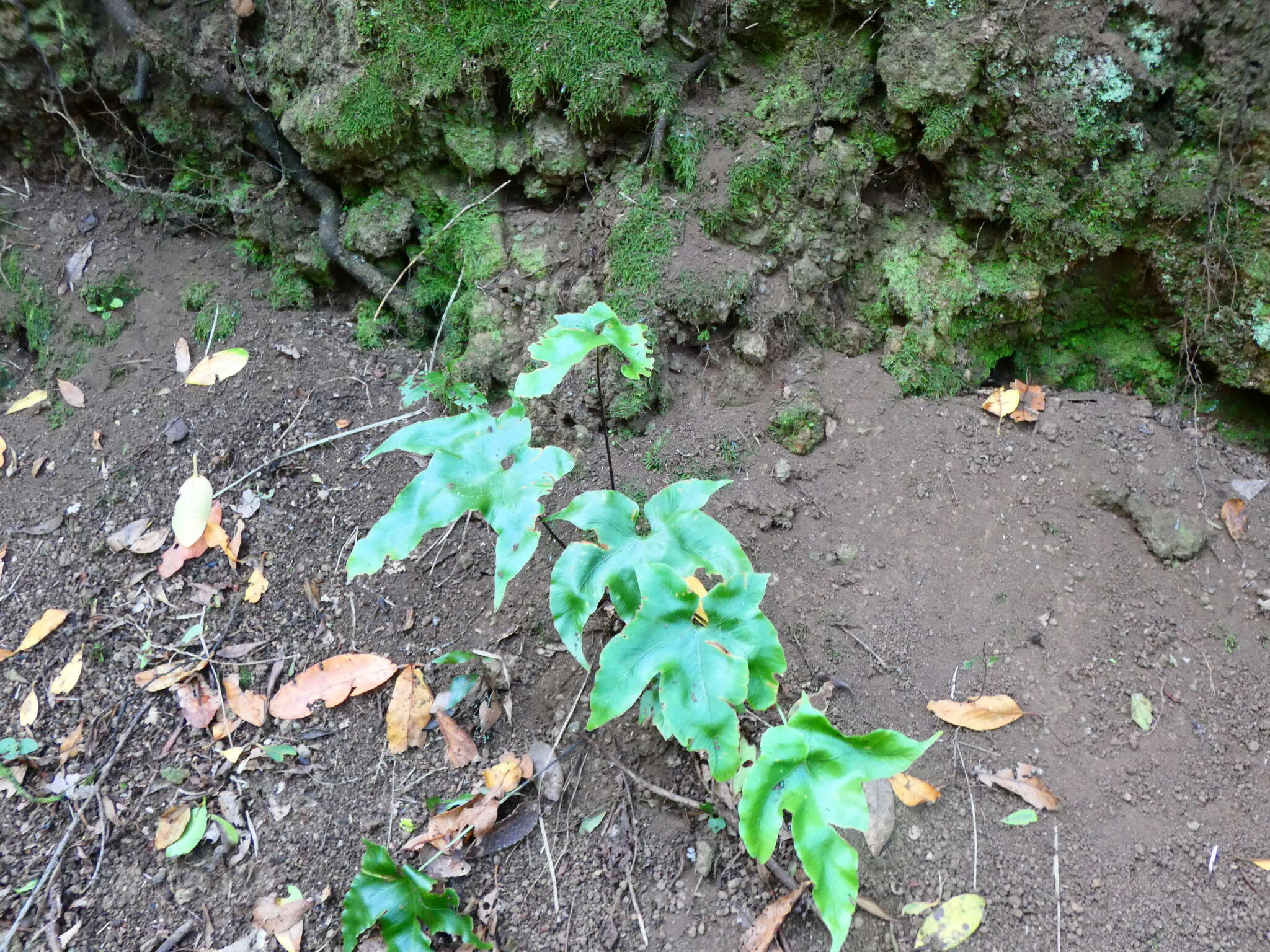 Plancia ëd Asplenium hemionitis L.