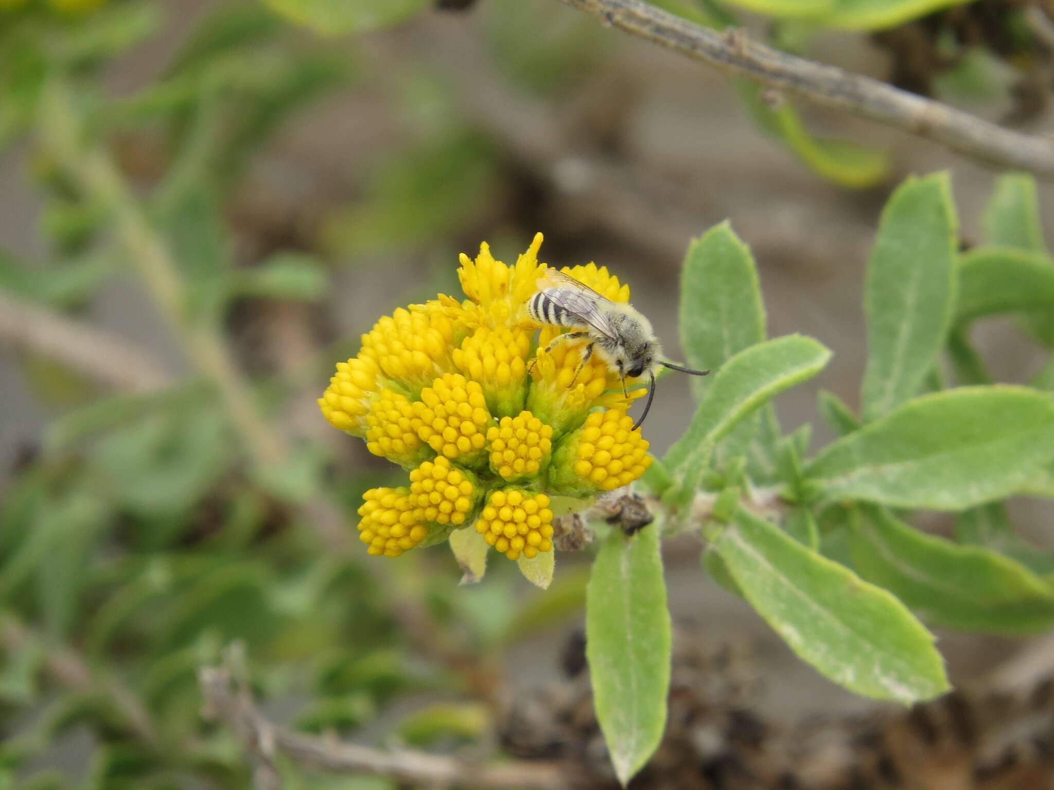 Image of Colletes hyalinus gaudialis Cockerell 1905